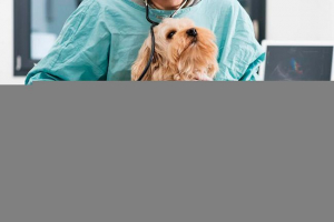 Jak leczyć niedrożność jelit u psów? Jak leczyć niedrożność jelit u psów?